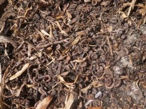 Millipedes under the mulch material die after ingesting the bait