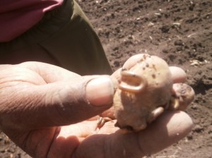 Irish potato tuber invaded by Millipedes after harvesting